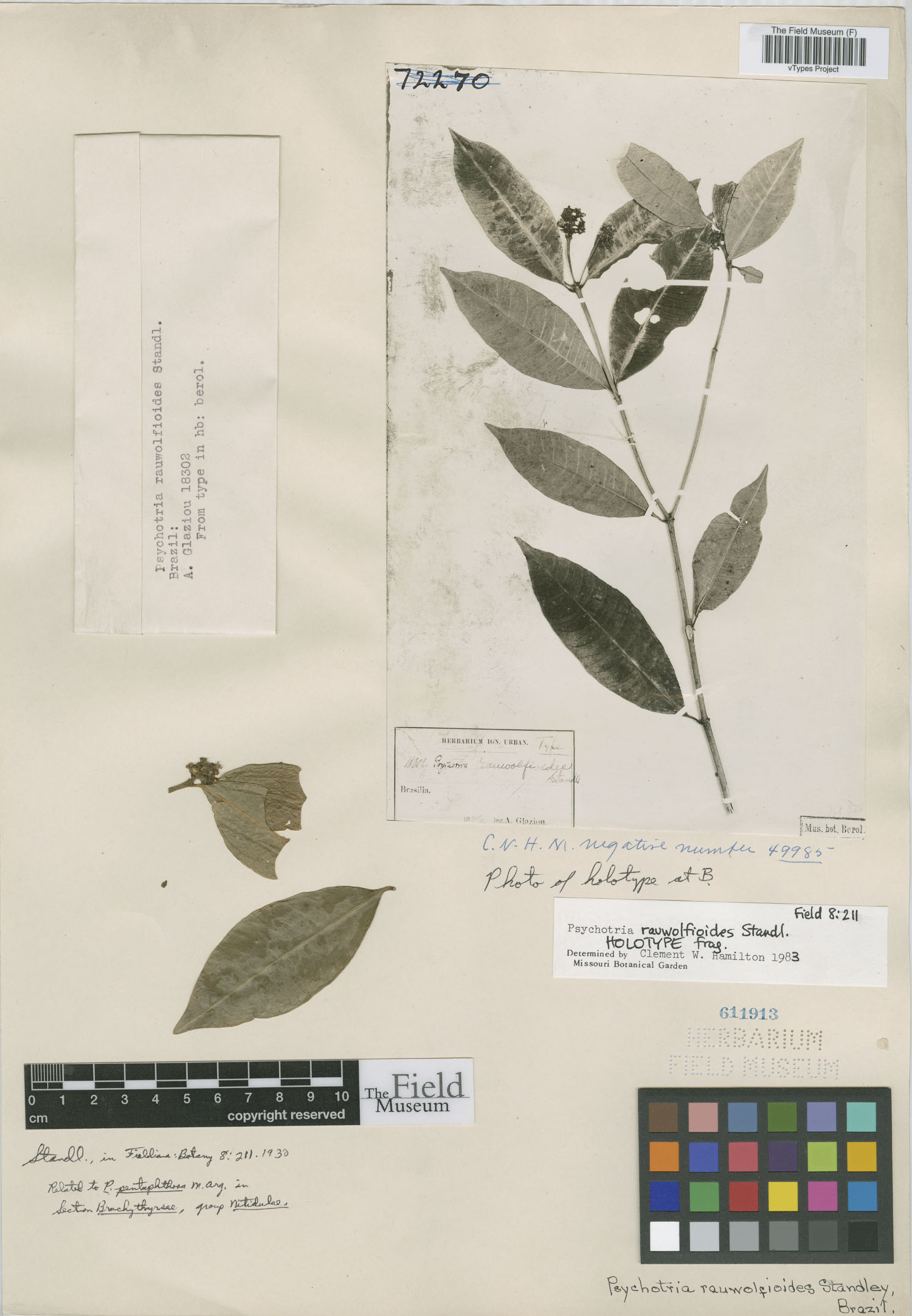 Psychotria rauwolfioides image