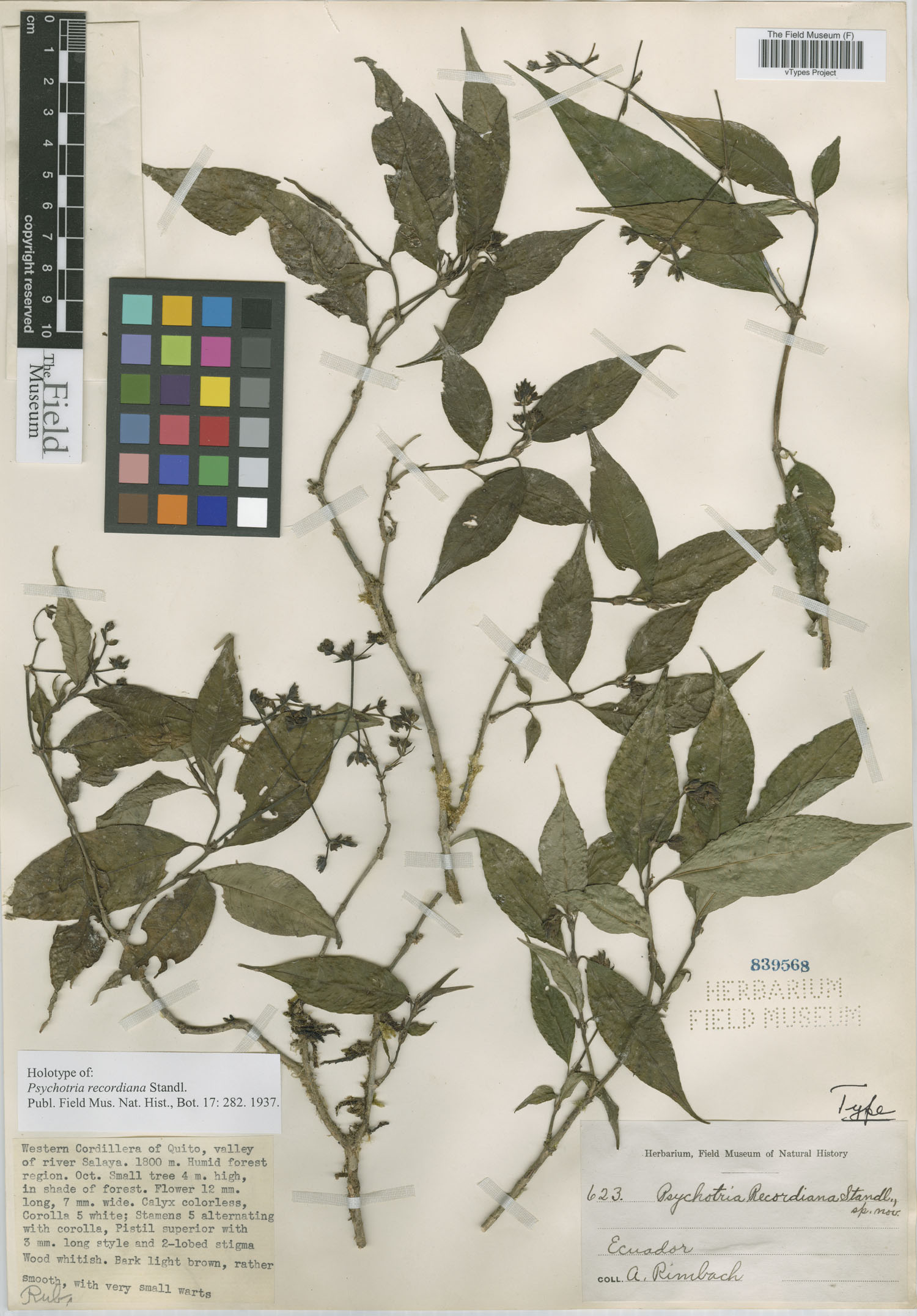 Psychotria recordiana image