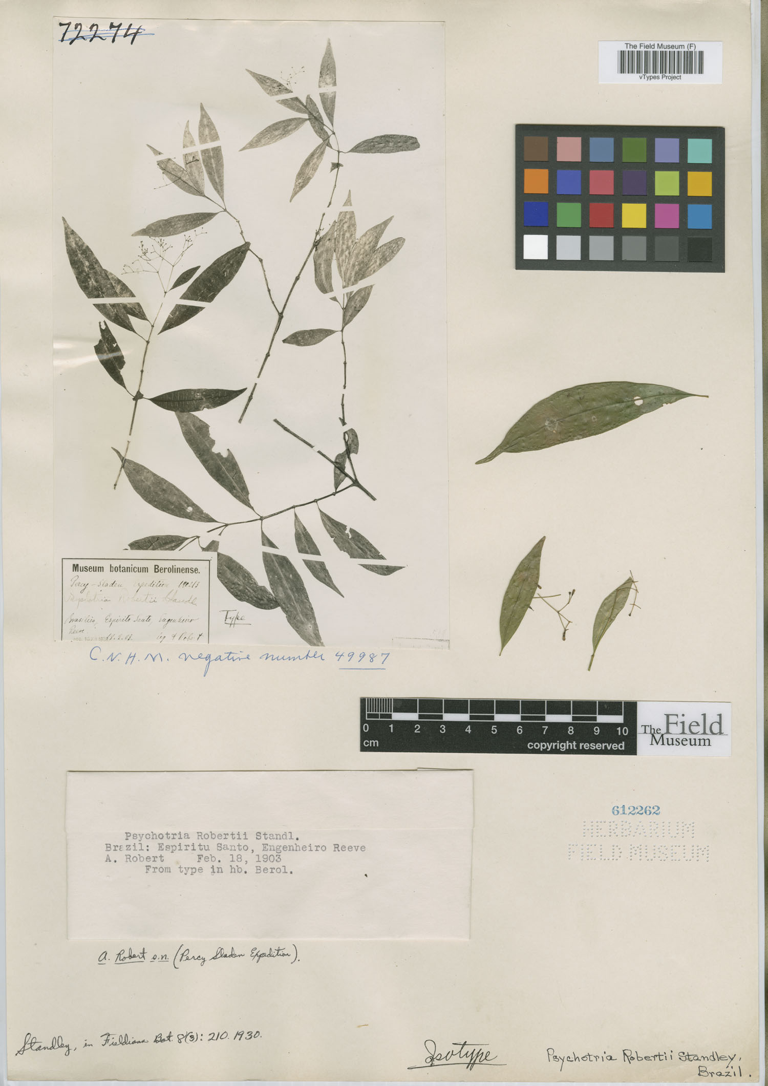 Psychotria robertii image