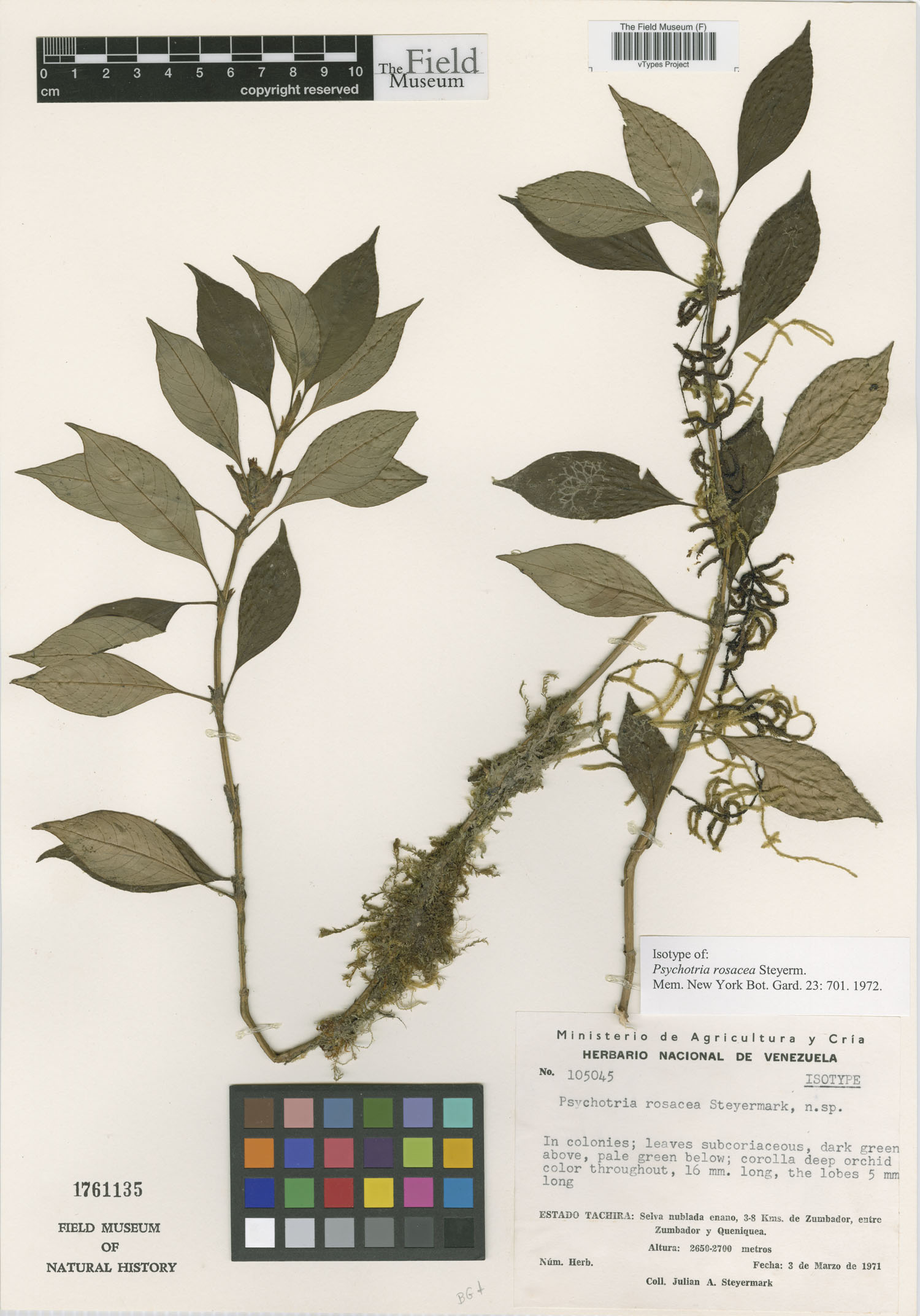 Psychotria rosacea image