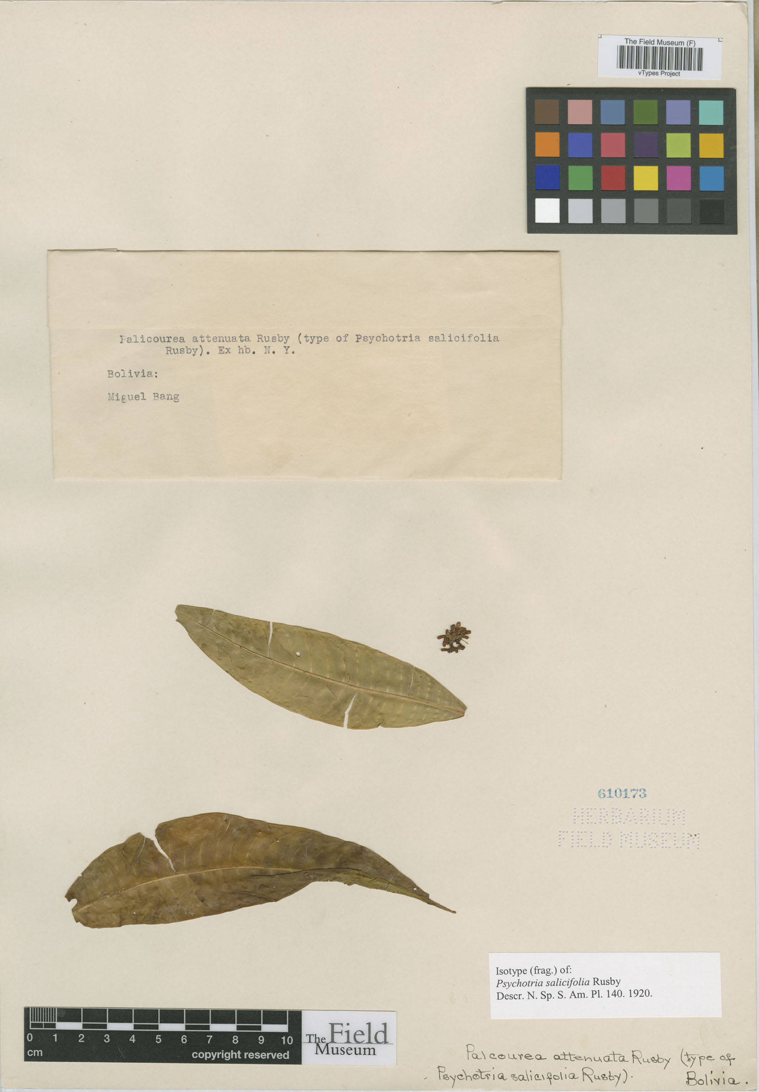 Psychotria salicifolia image