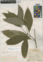 Psychotria salzmanniana image