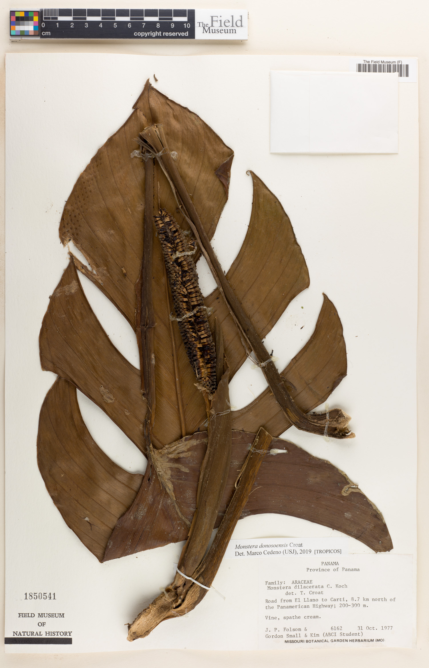 Monstera donosoensis image