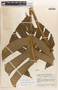 Monstera dissecta image