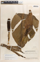 Monstera dissecta image