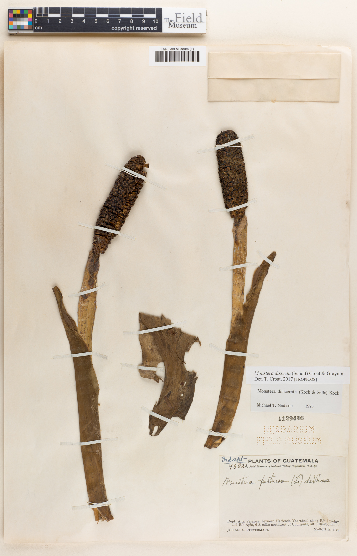 Monstera dissecta image