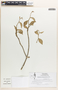Pedilanthus tithymaloides image