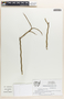 Pedilanthus tithymaloides image