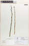 Pedilanthus tithymaloides image