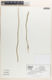Pedilanthus tithymaloides image