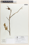 Pedilanthus tithymaloides image