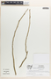 Pedilanthus tithymaloides image