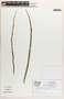 Pedilanthus tithymaloides image
