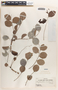 Phyllanthus acidus image