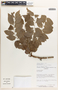 Phyllanthus acidus image