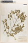 Phyllanthus acuminatus image