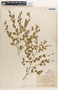 Phyllanthus acuminatus image