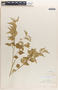 Phyllanthus acuminatus image