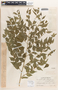 Phyllanthus acuminatus image
