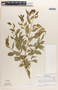Phyllanthus acuminatus image