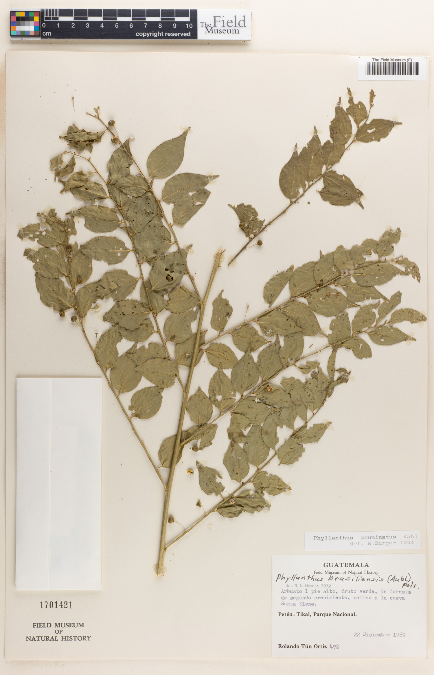 Phyllanthus acuminatus image