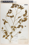 Phyllanthus acuminatus image