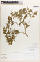 Phyllanthus acuminatus image