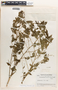 Phyllanthus acuminatus image