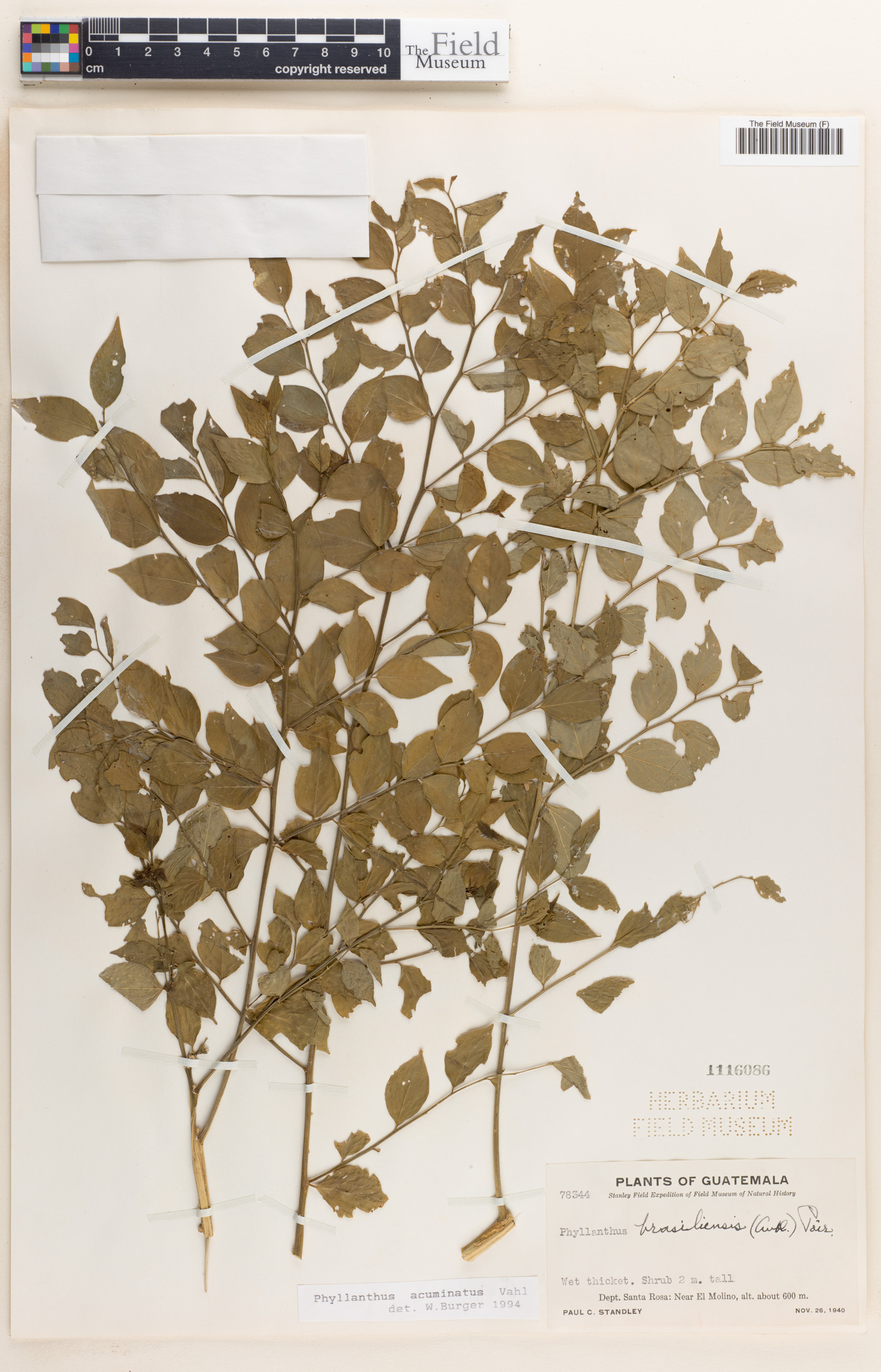 Phyllanthus acuminatus image