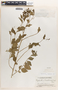 Phyllanthus acuminatus image