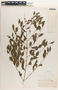 Phyllanthus acuminatus image