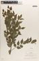 Phyllanthus acuminatus image