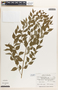 Phyllanthus acuminatus image