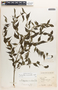 Phyllanthus acuminatus image