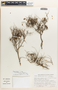 Phyllanthopsis arida image