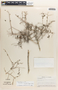 Phyllanthopsis arida image