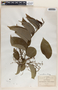 Phyllanthus adenodiscus image