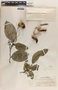 Phyllanthus adenodiscus image