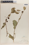 Phyllanthus adenodiscus image