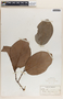 Phyllanthus adenodiscus image