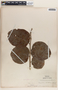 Phyllanthus adenodiscus image