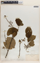 Phyllanthus adenodiscus image