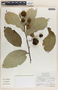 Phyllanthus adenodiscus image
