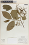 Phyllanthus adenodiscus image