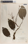 Phyllanthus adenodiscus image