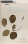 Phyllanthus adenodiscus image