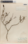 Phyllanthus adenodiscus image