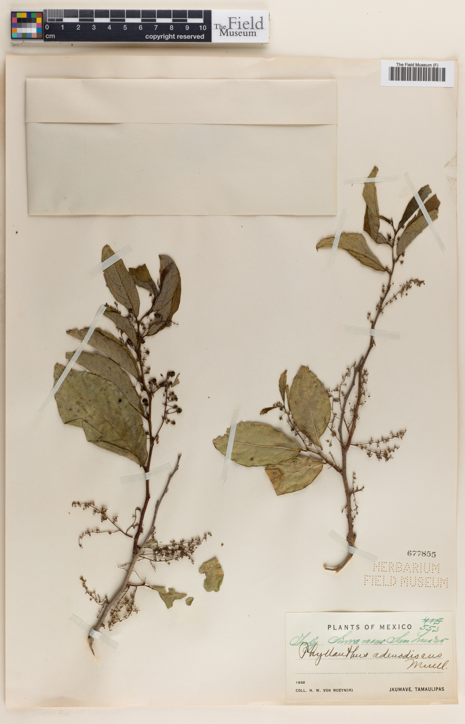 Phyllanthus adenodiscus image