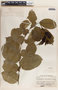Phyllanthus adenodiscus image
