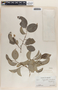 Phyllanthus adenodiscus image